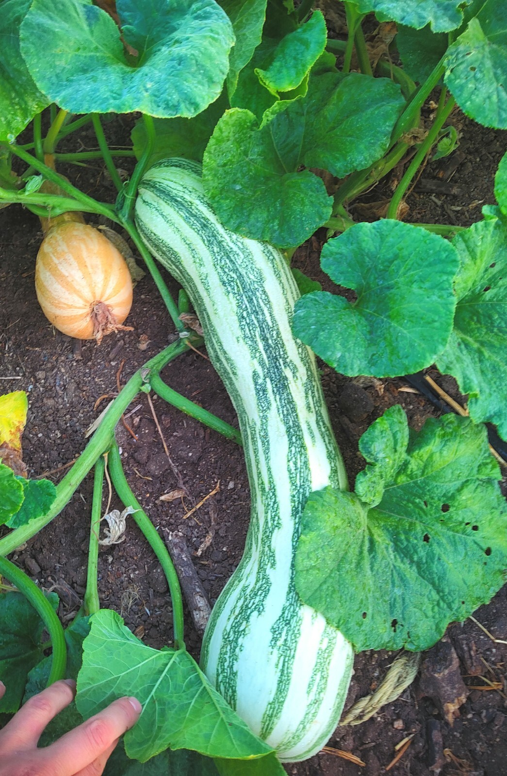 Organic Mexican Long Striped Squash 20 Seeds- Calabaza Mexicana, 20 Semillas gallery