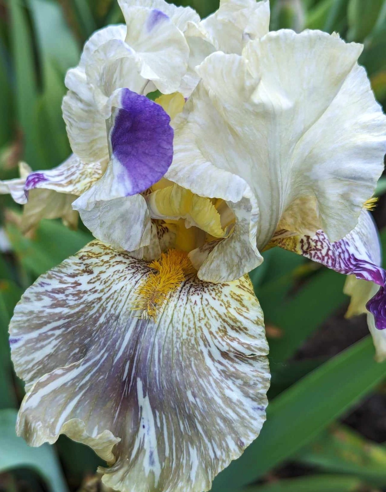 'Alessandra's Gift' TB Bearded Iris Rhizome PRE-SALE to Ship Aug/Sept gallery