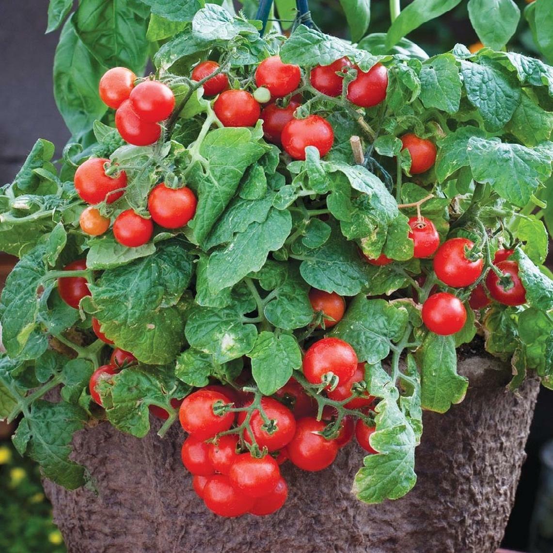 Tiny Tim Cherry Tomato Seeds, Dwarf Tomato Plant, NON-GMO, Heirloom, FREE SHIP gallery