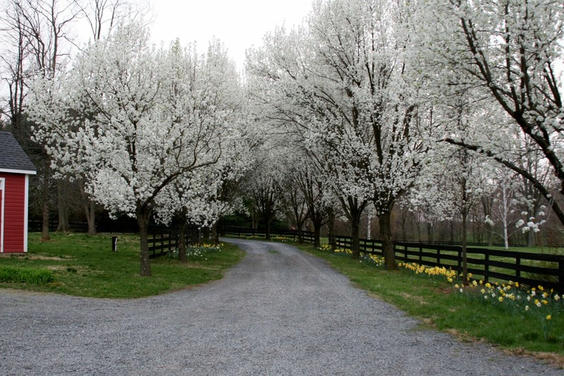 Bradford Pear, (Callery Pear), Pyrus calleryana, Tree Seeds gallery