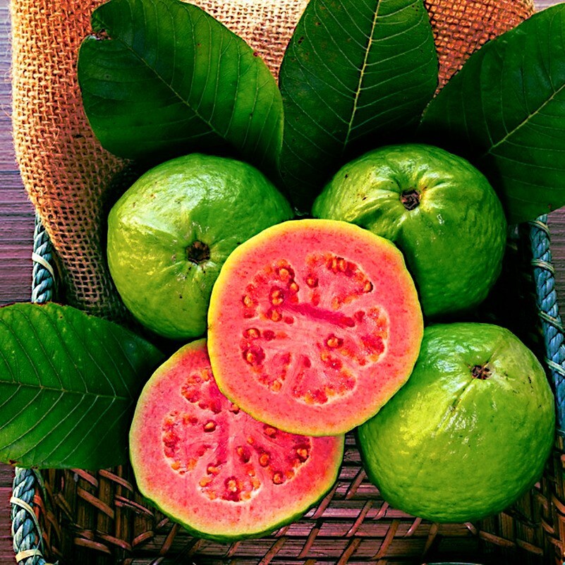 20 Lemon Apple Pink Guava Tree Fruit Seeds ‘Ruby Supreme’ Plant Psidium guajava gallery