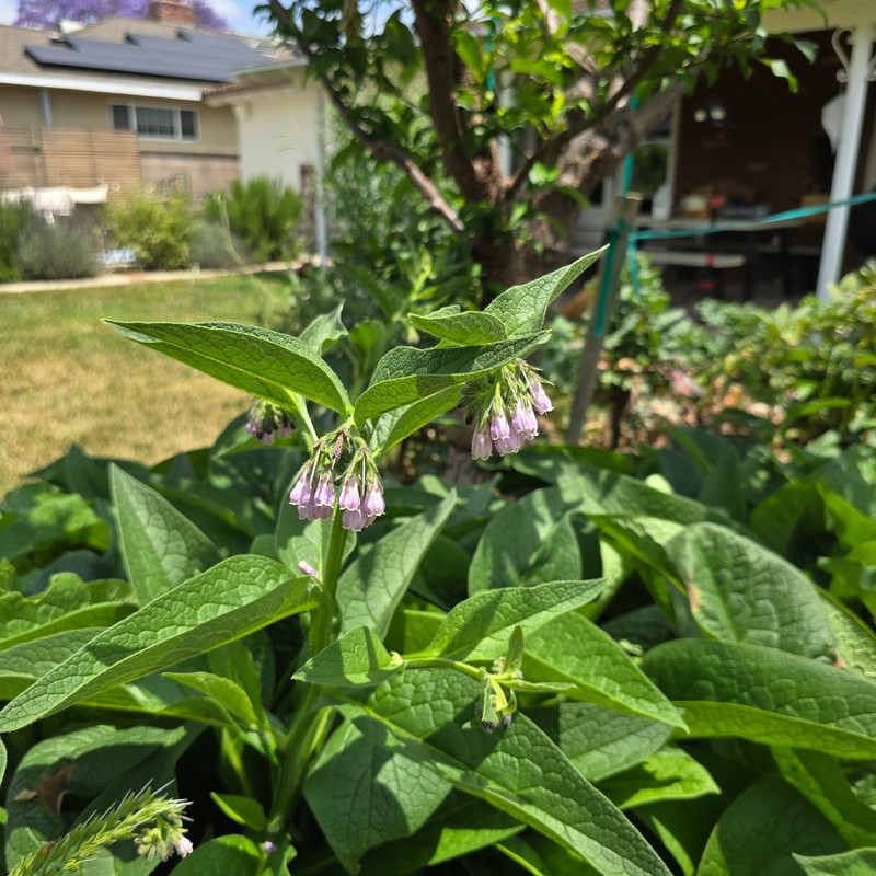 Comfrey Crowns (5-Pack) – Bocking 14 Variety | Freshly Dug | Veteran Urban Farm gallery