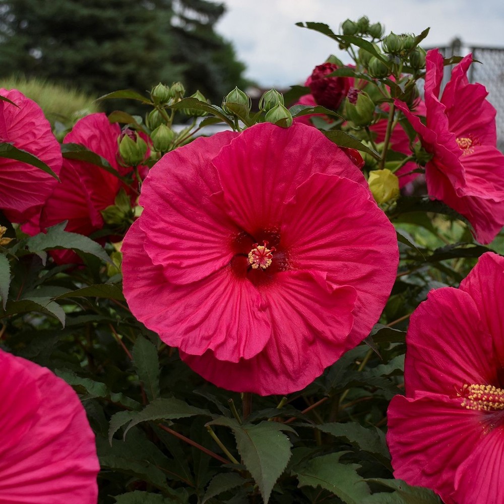 bush hibiscus SUMMER IN PARADISE flower hardy 2.5" pot = 1 Live Potted Plant