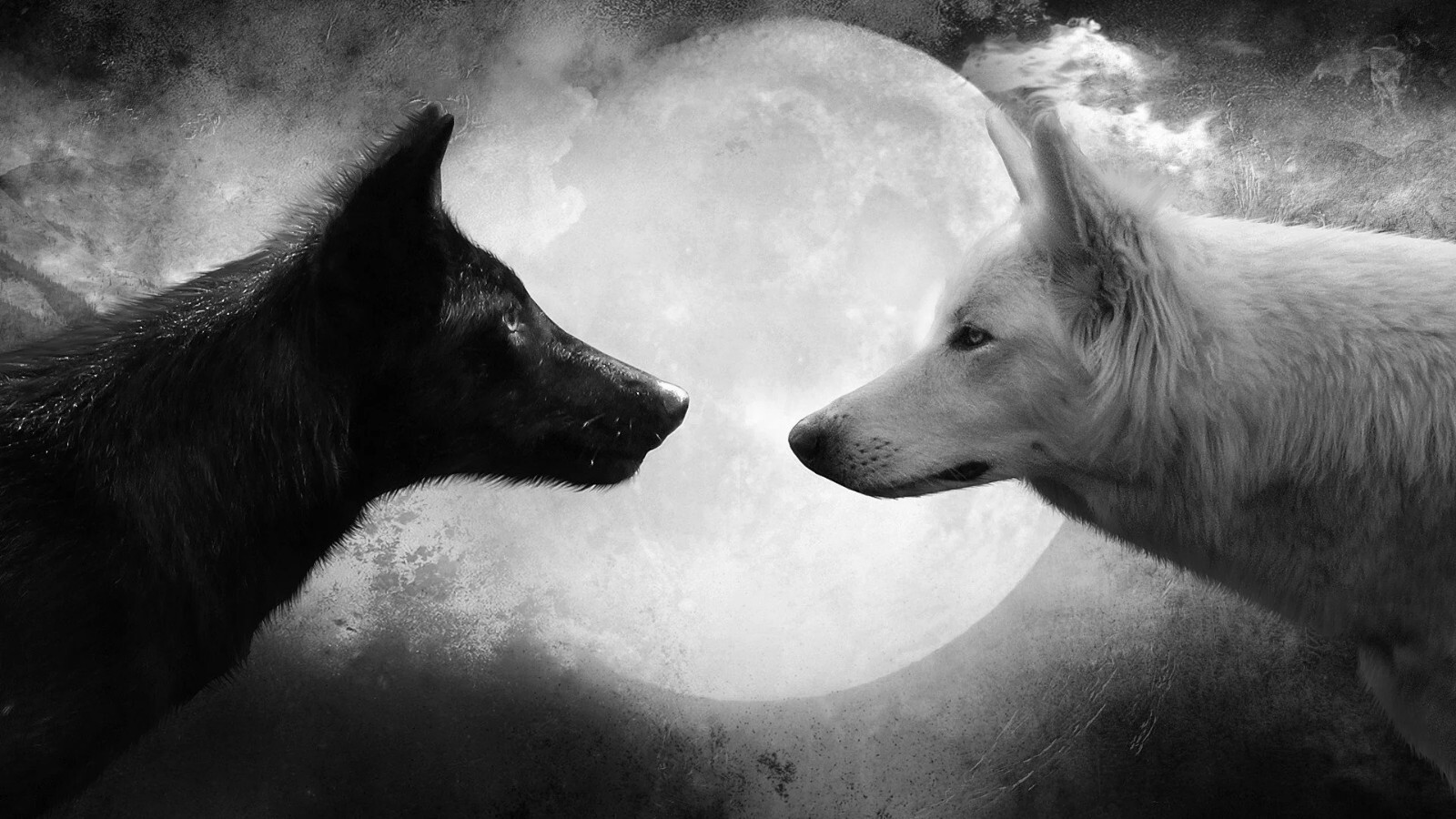 WOLF GLOSSY POSTER PICTURE PHOTO wall decor wolves black white dogs snow 11x19 gallery
