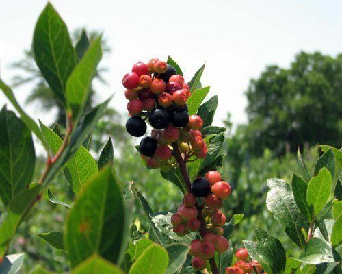 Blueberry - 'Sunshine Blue' - Vaccinium (Southern Highbush) gallery