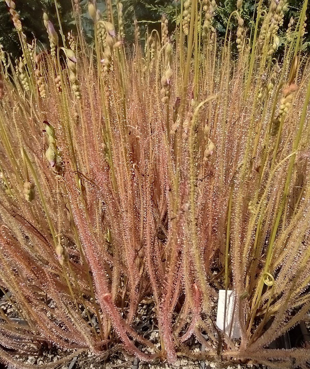 Drosera Filiformis gallery