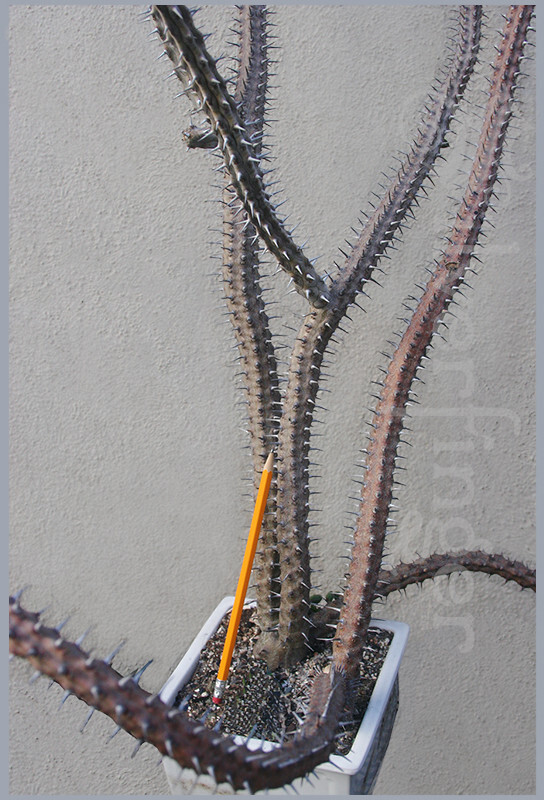 • Alluaudia Procera — Madagascar Ocotillo — NOT SEEDS! : HEALTHY LIVE PLANTS gallery