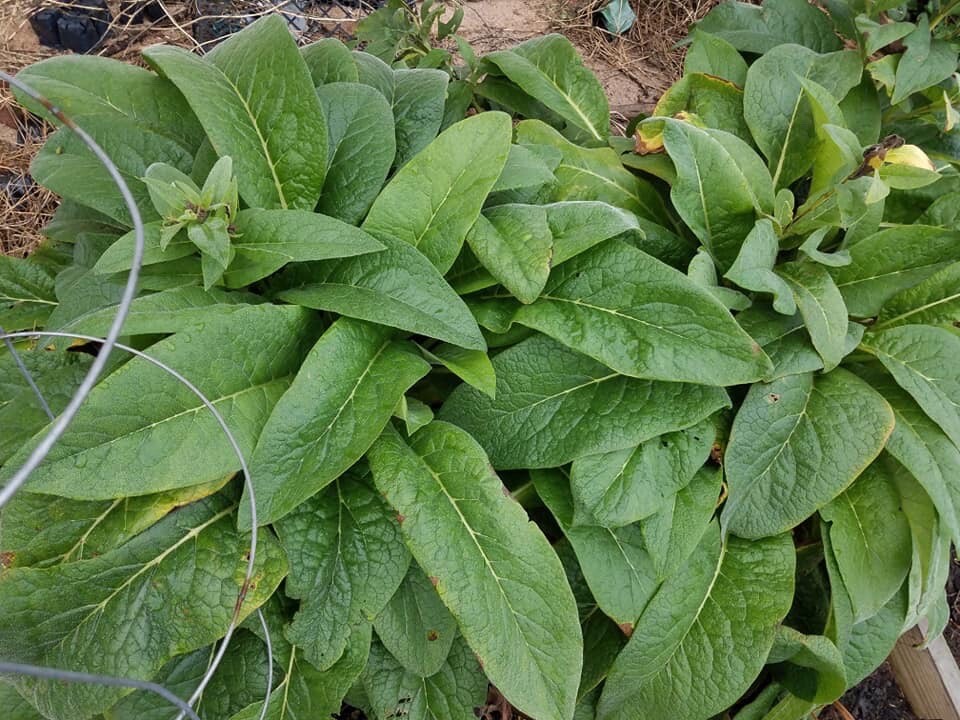 Russian Comfrey Bocking #14, (5) matured Root Cuttings or 1 Established plant gallery