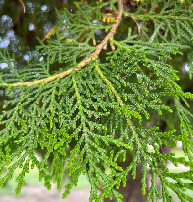 cedar tree leafs