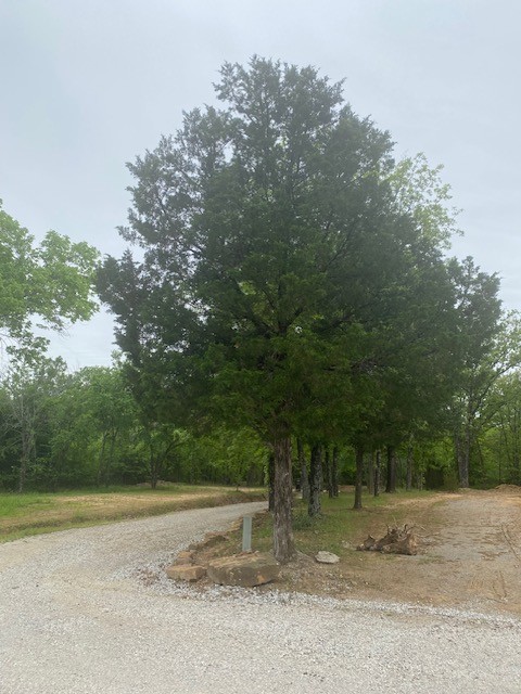 Eastern Cedar Trees, Resistant to extreme drought,heat & cold, multiple soils gallery