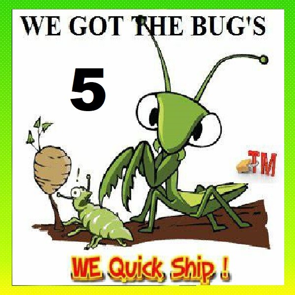 5 Chinese Mantis Egg Case FREE Hatching Habitat Bag Picked 2026 Season gallery