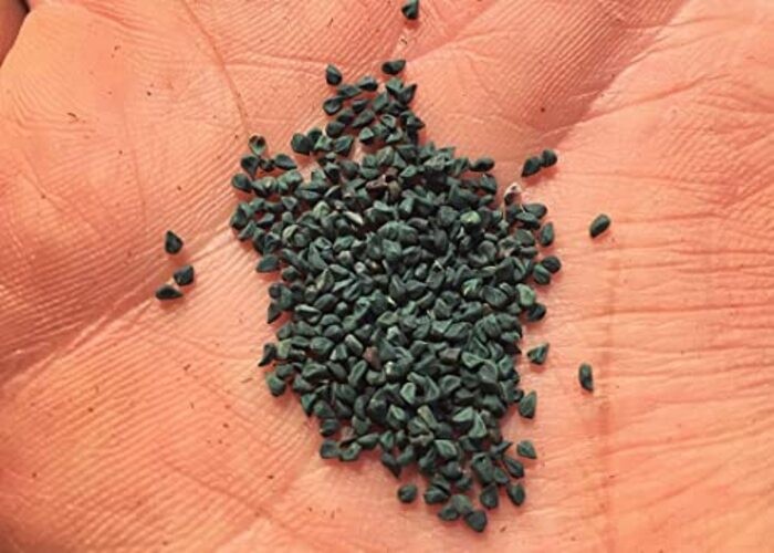 2000+ Egyptian Spinach Seeds, Jute Plant, Corchorus Olitorius Molokhia, Ewedu, gallery