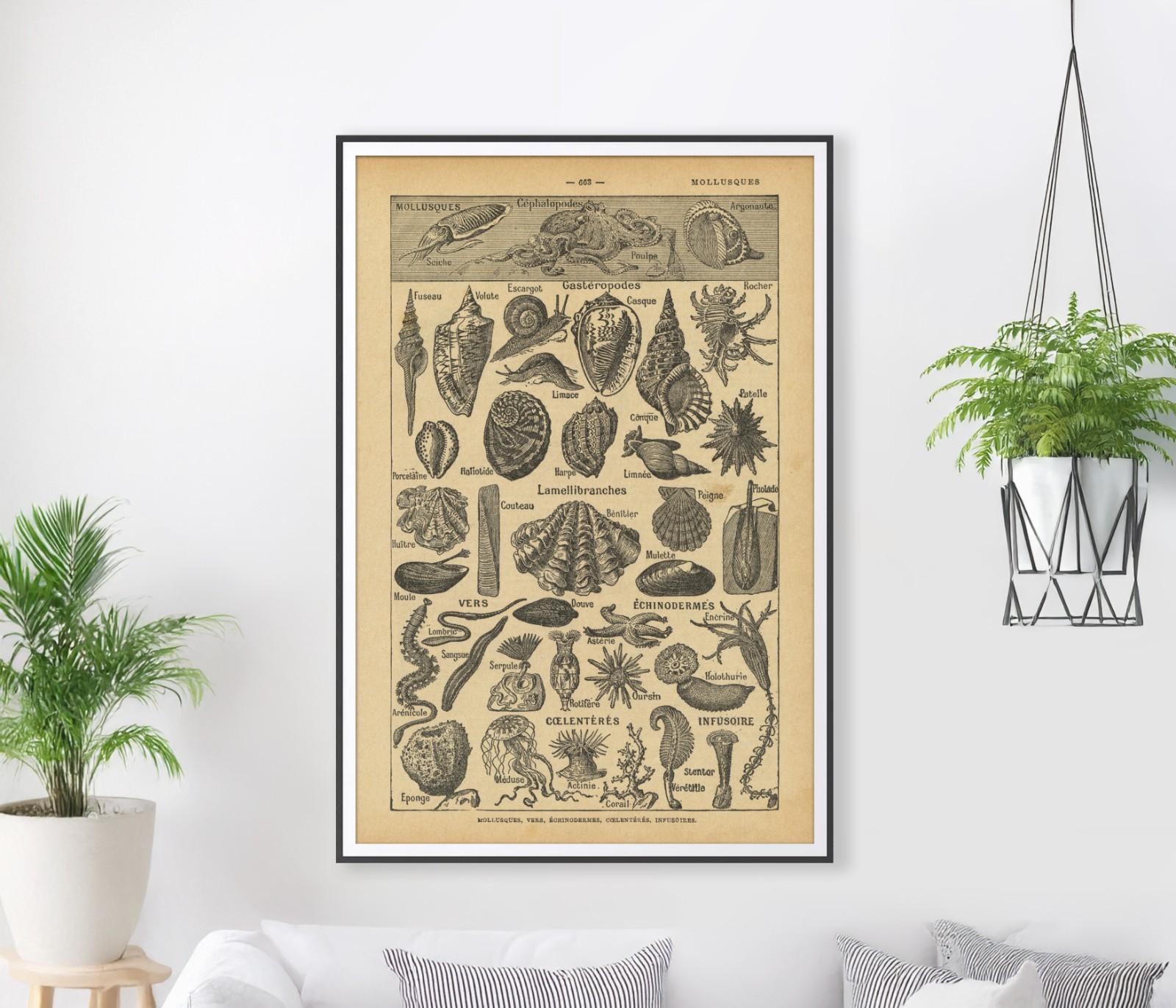 Vintage Sea Creature Poster – 1930's Dictionary Illustration Art Print – Mollusk gallery