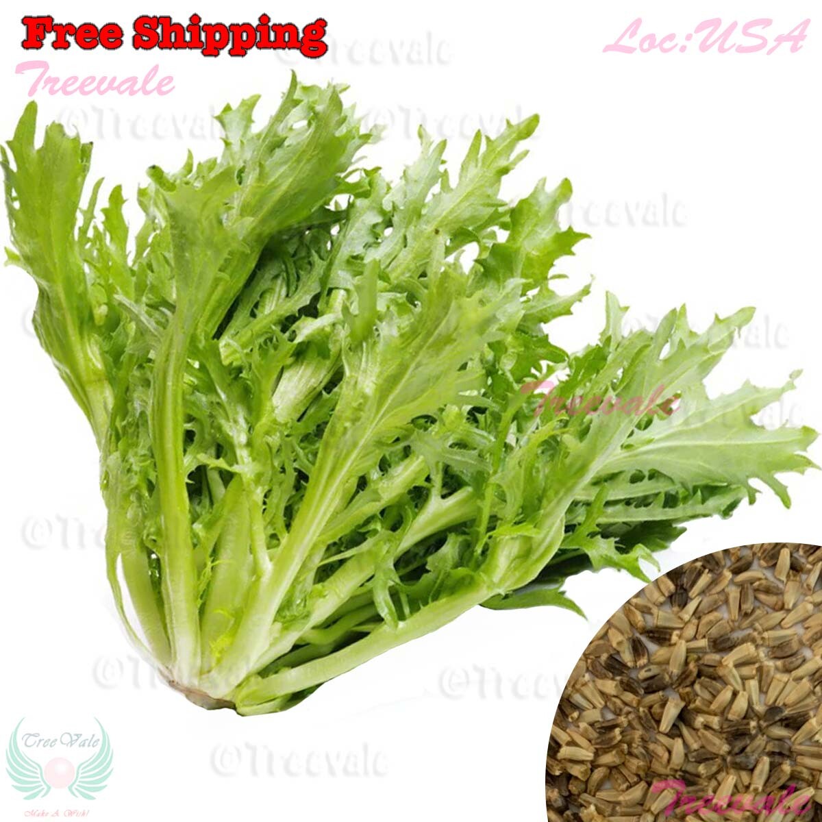 Frisee Endive Seeds - Cichorium Endivia - Green Curled Ruffec | Vegetable Seeds gallery