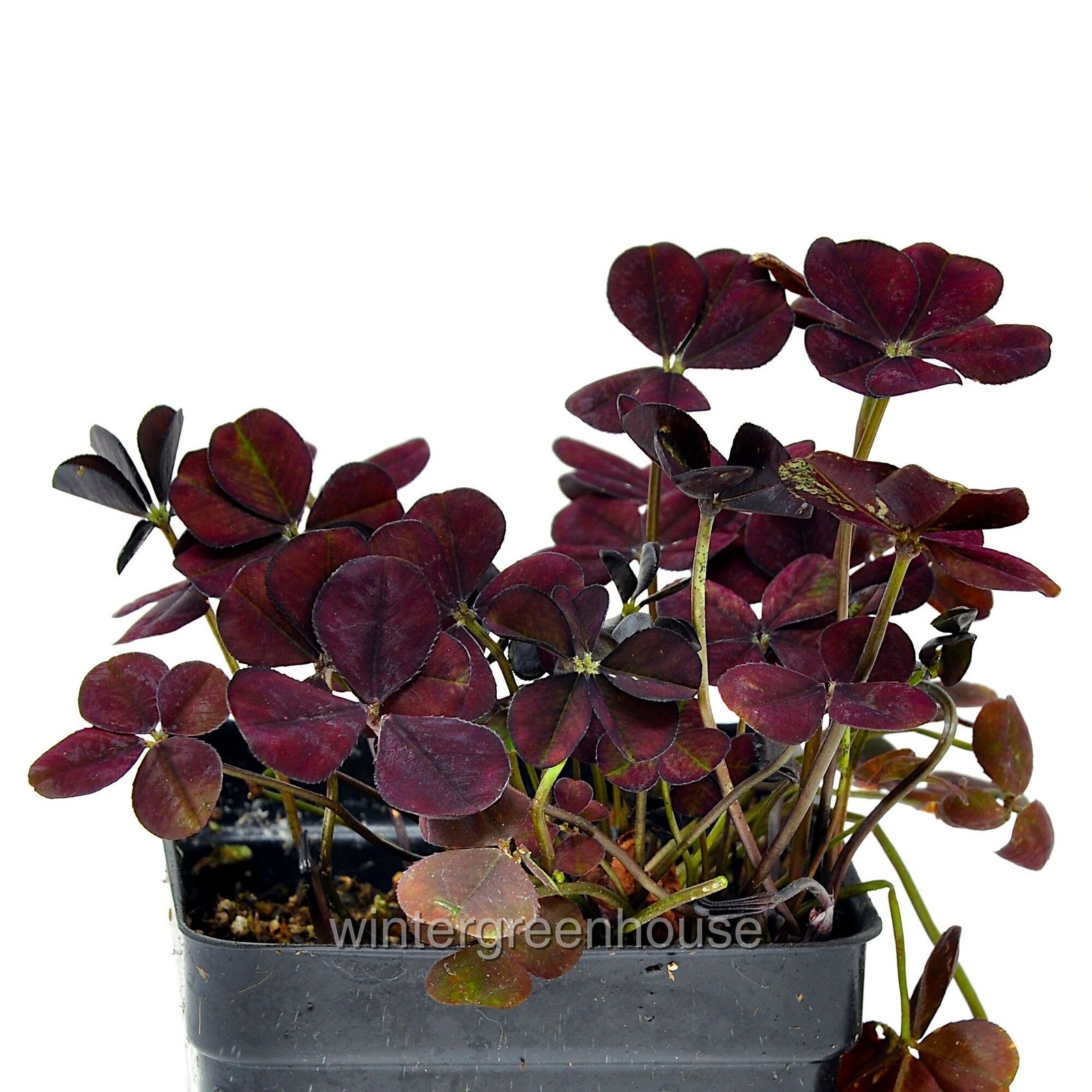 Trifolium Lucky Clover, Coco Mint, Shamrock Clover gallery