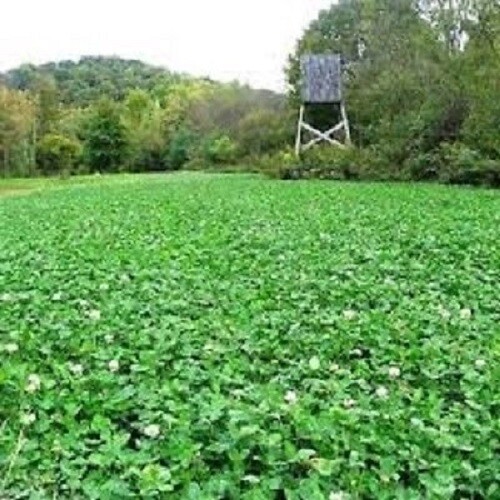 3lbs JUMBO LADINO WHITE CLOVER Seed For Deer Food Plot Turkey Very Large Leaf gallery
