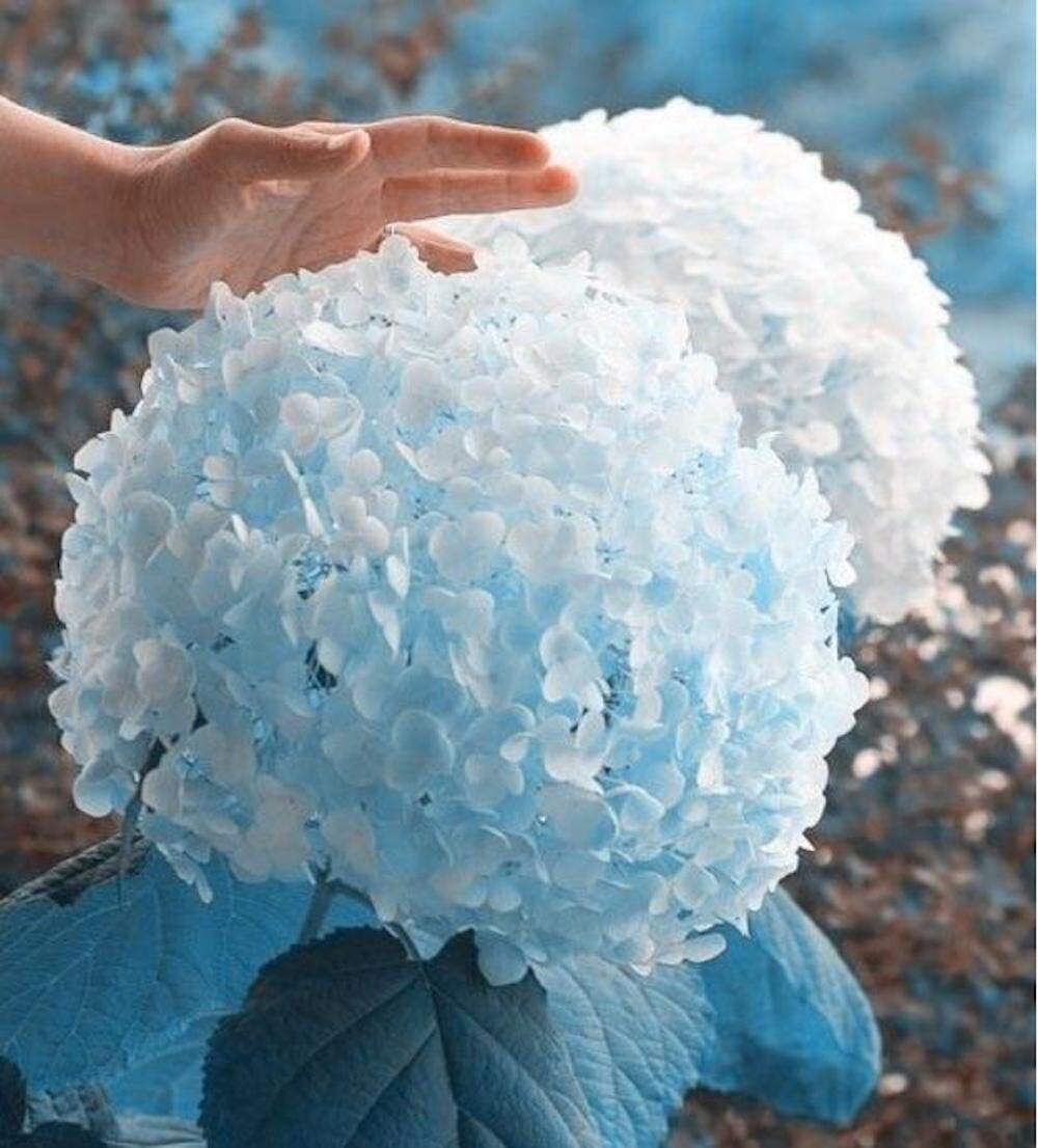 20 SEEDS for Light Blue HYDRANGEA RARE flower exotic bush plant USA Seller 2B gallery