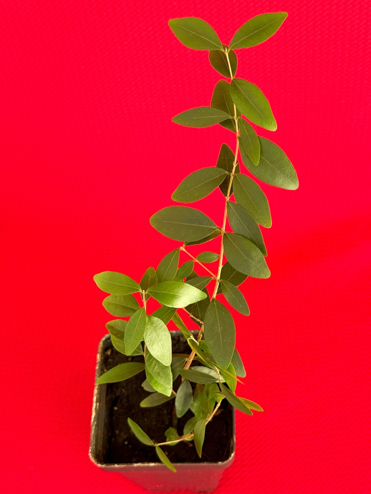 Eugenia Repanda Pitanga cherry jambo Red Fruit Tropical Tree Plant Potted RARE gallery