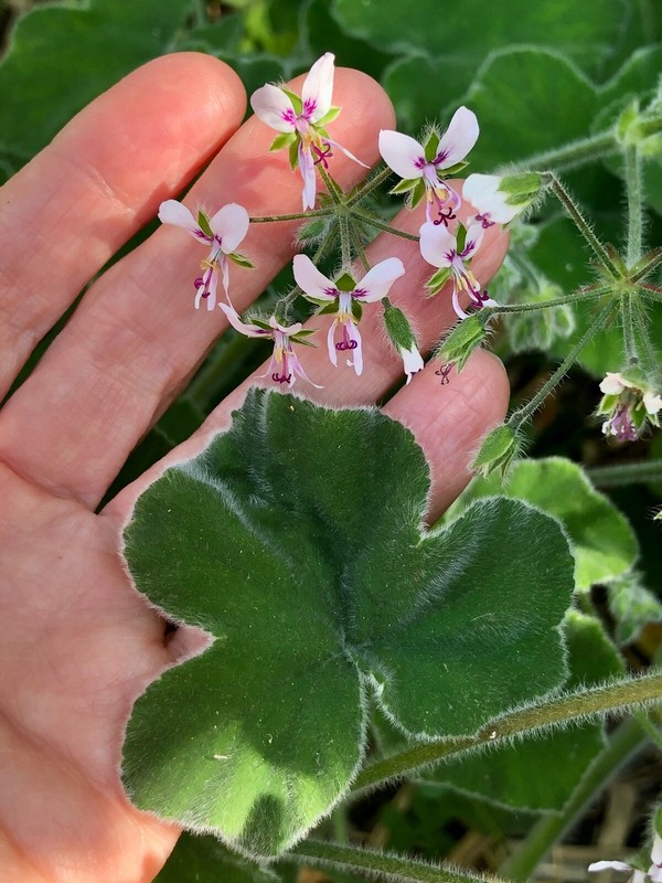 RARE UNIQUE FUZZY MINT SCENTED PELARGONIUM GERANIUM - 2 X 6" LIVE PLANT CUTTINGS gallery