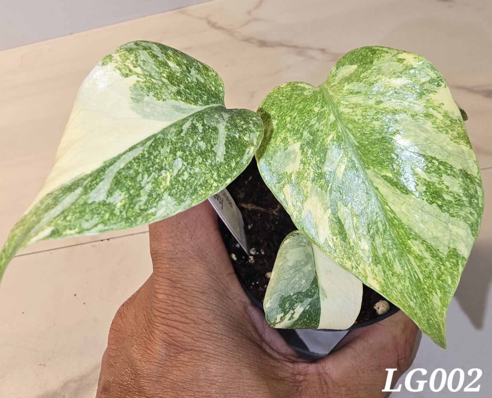 Monstera Deliciosa 'Legacy' gallery