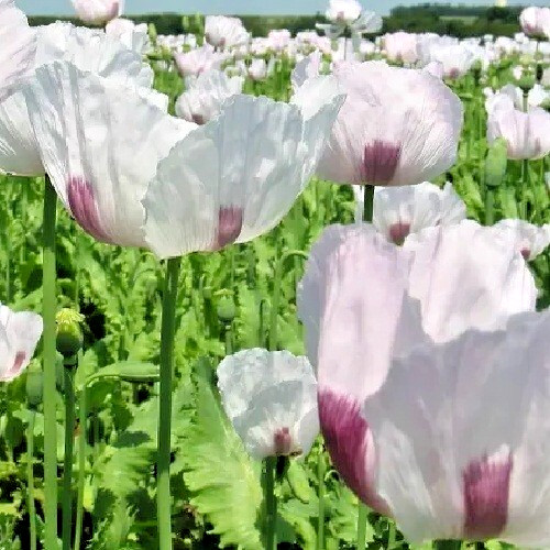 5,000 Fresh Live Stratified Czech Republic Poppy Seeds To Plant Organic Non GMO gallery
