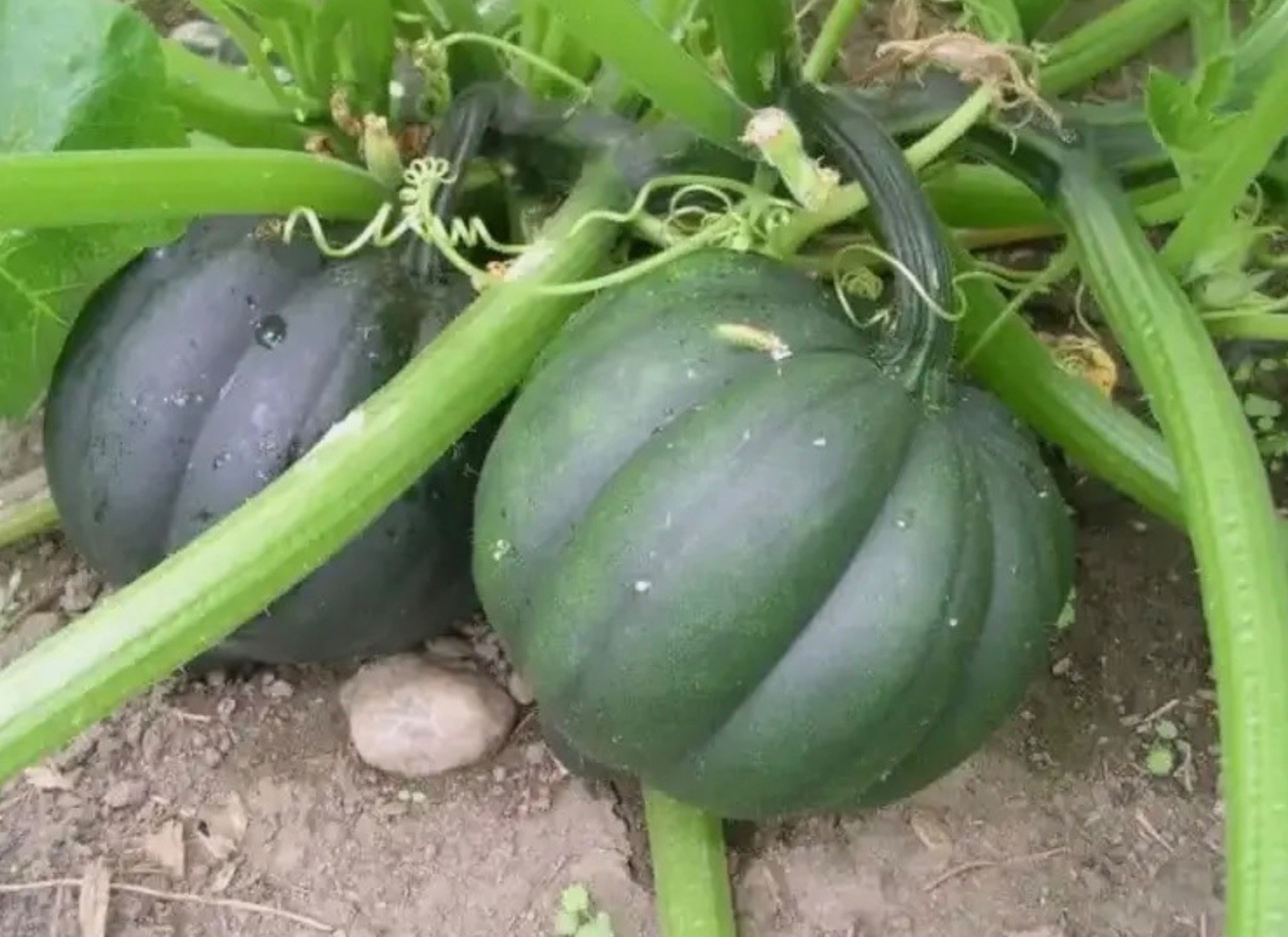 Fresh Table Queen Acorn Squash Seeds, Winter Organic Heirloom, 2026 🇺🇸U.S.A. gallery