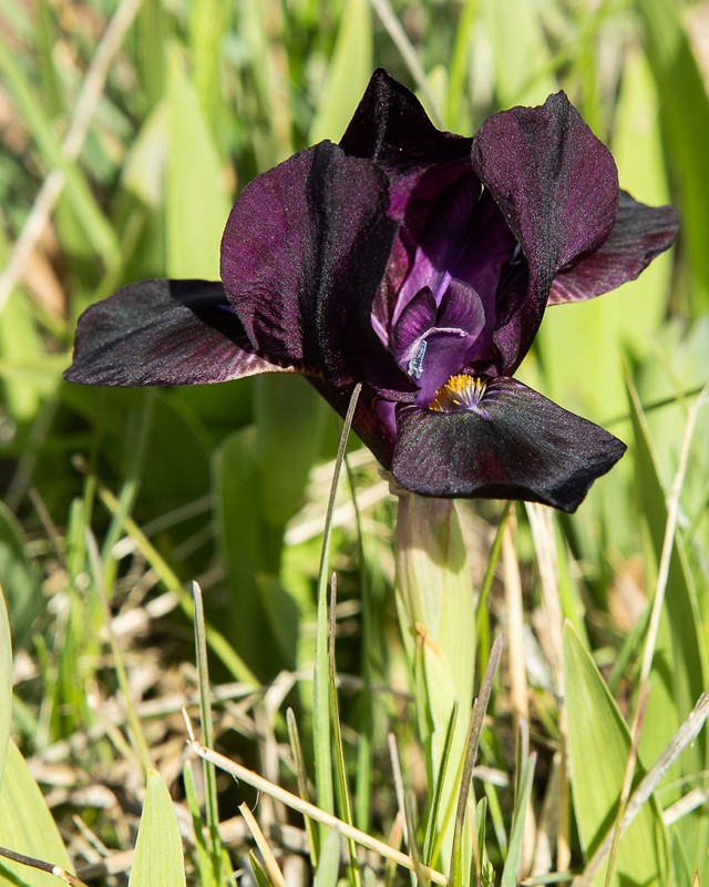 **BLACK STALLION** Dwarf Bearded Iris. Freshly Dug, Combined Ship: Jul/Sep gallery
