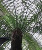 Dicksonia antartica | Soft Tree Fern | 250 Spores gallery