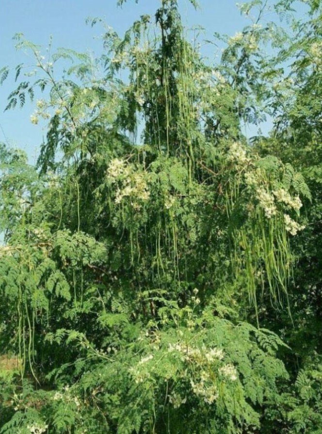 Moringa oleifera ODC | 5_Seeds gallery
