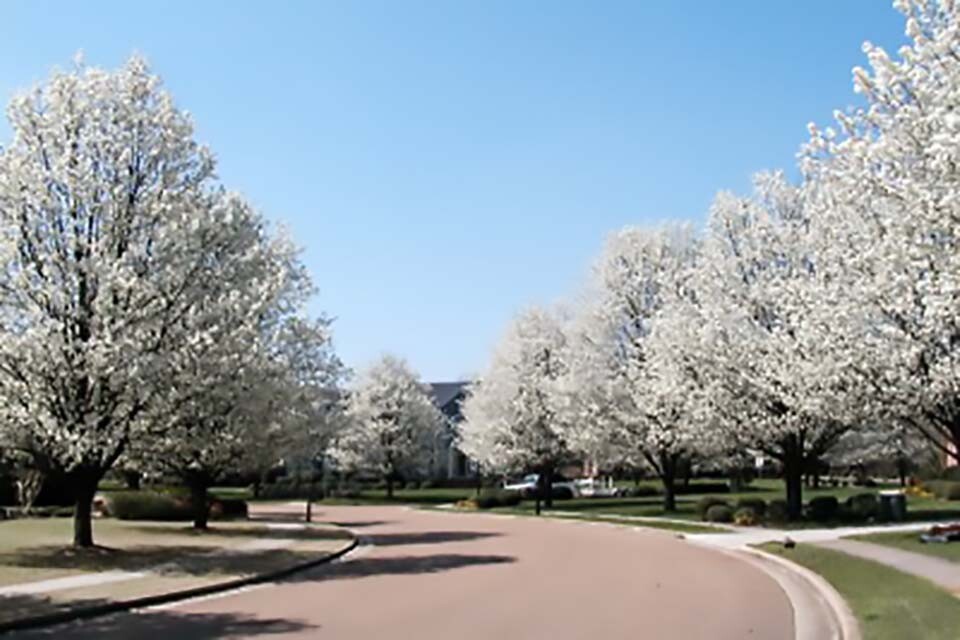Bradford Pear, (Callery Pear), Pyrus calleryana, Tree Seeds gallery