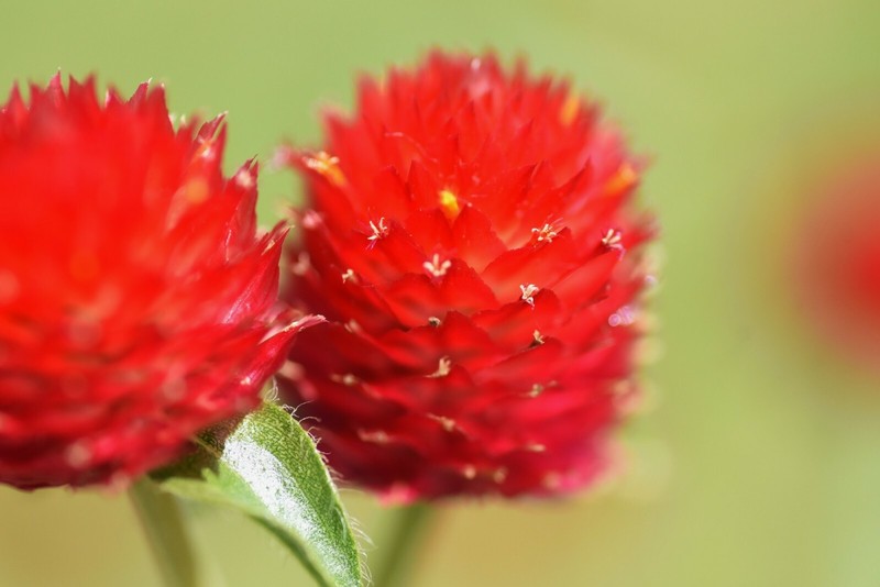 Strawberry Fields {Gomphrena haageana}Globe Amaranth 20+seeds Free US Shipping! gallery