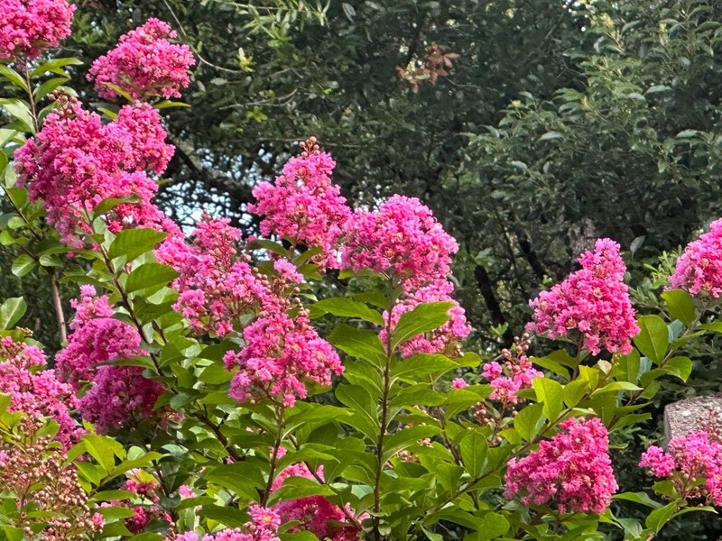 Cotton Candy Passion™ Crape Myrtle: Sweet and Vibrant Blooms gallery
