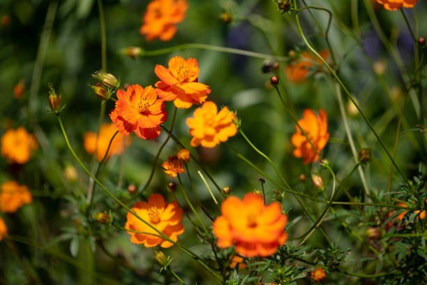 200 DWARF SULPHUR COSMOS SEEDS | 2026 SALE FREE SHIPPING NON GMO gallery