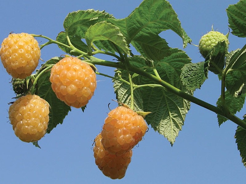 3 Fall Gold Raspberry Plant - Rubus idaeus - Starter Plug gallery