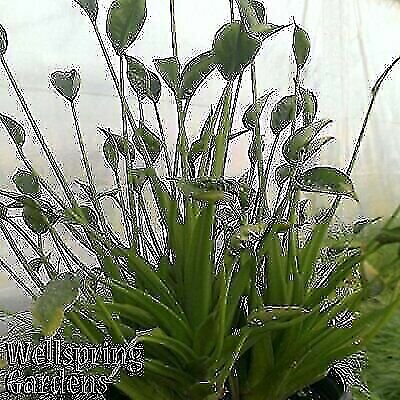 Tiny Dancer Elephant Ear (Tiny Dancers) - Alocasia - Live Plant gallery