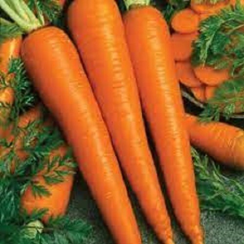 Premium Imperator 58 Carrot - Fresh Organic, Heirloom Seeds - Sweet and Tender! gallery