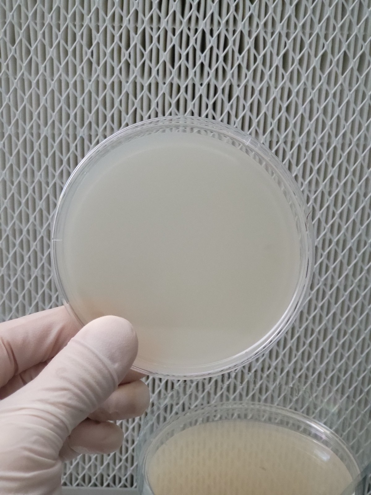 Light Malt Extract Agar Pre-Mix Mushroom media | 40 grams per pouch gallery