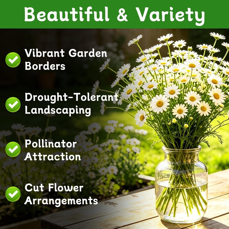 German Chamomile Seeds, 60,000+ Chamomile Flower Seeds Bulk for Planting Outd... gallery