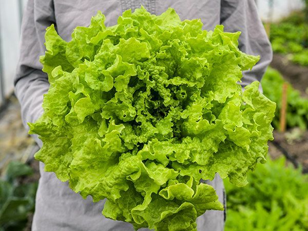1000 BLACK SEEDED SIMPSON LETTUCE SEEDS ~ heirloomseedguy ~ 2026 ~ NON-GMO gallery