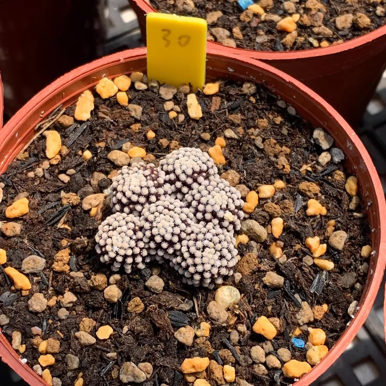 1PCS 3-4cm Own-Root Cactis Mammillaria Luethyi Beautiful Garden Planting gallery