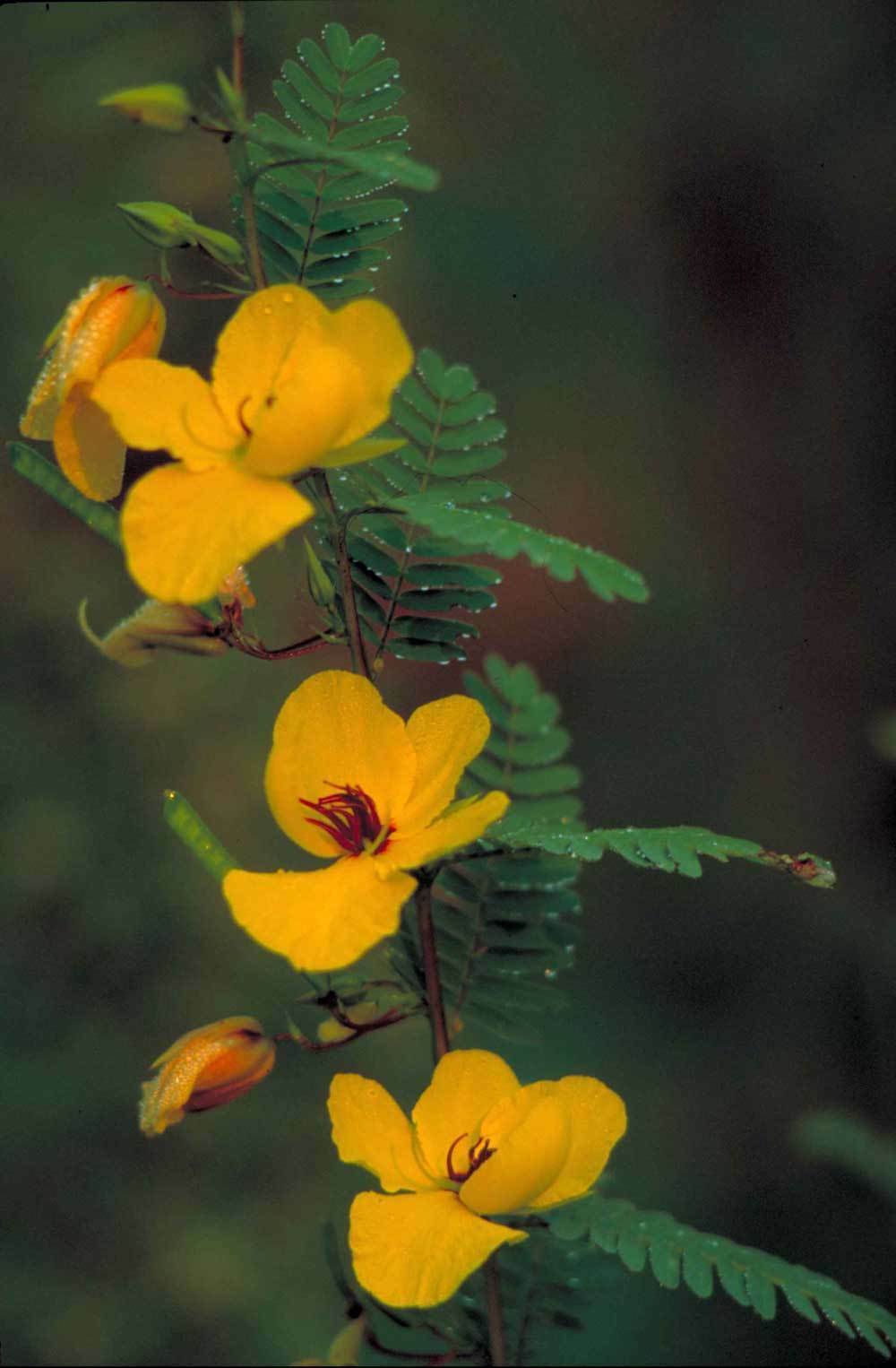 Chamaecrista fasciculata| Partridge Pea|Sleeping Plant| 200_Seeds gallery