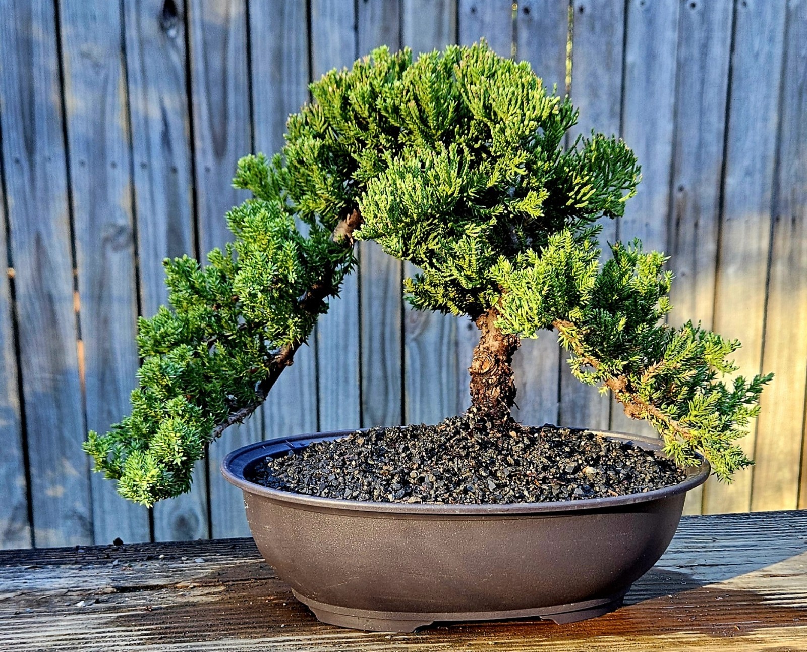 Japanes Juniper Bonsai In 9 Inch Plastic Pot With Tray. 15 Year Old Beauty. gallery
