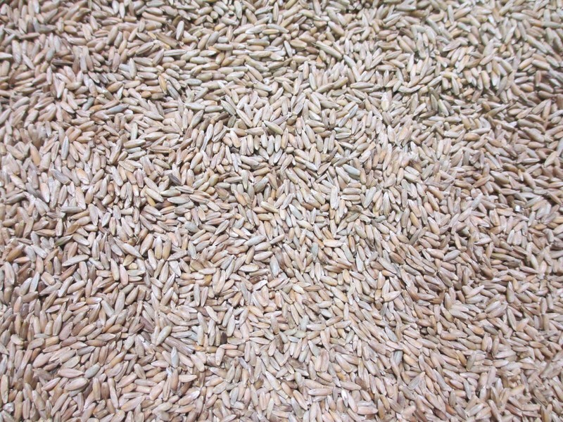 10 LBS WINTER RYE SEED Deer Food Plot Garden Cover Crop Horse Cattle Pasture gallery