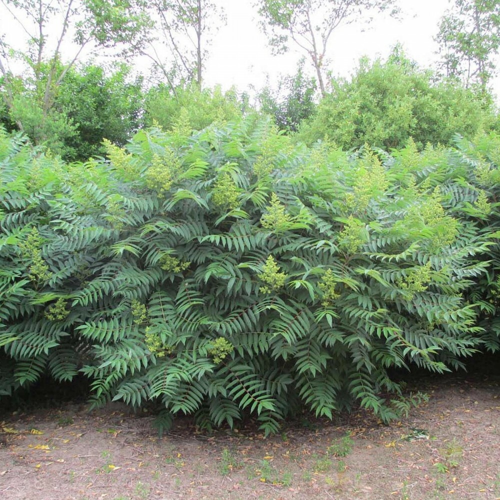 STAGHORN SUMAC Rhus Typhina - 30 SEEDS. FREE S&H gallery