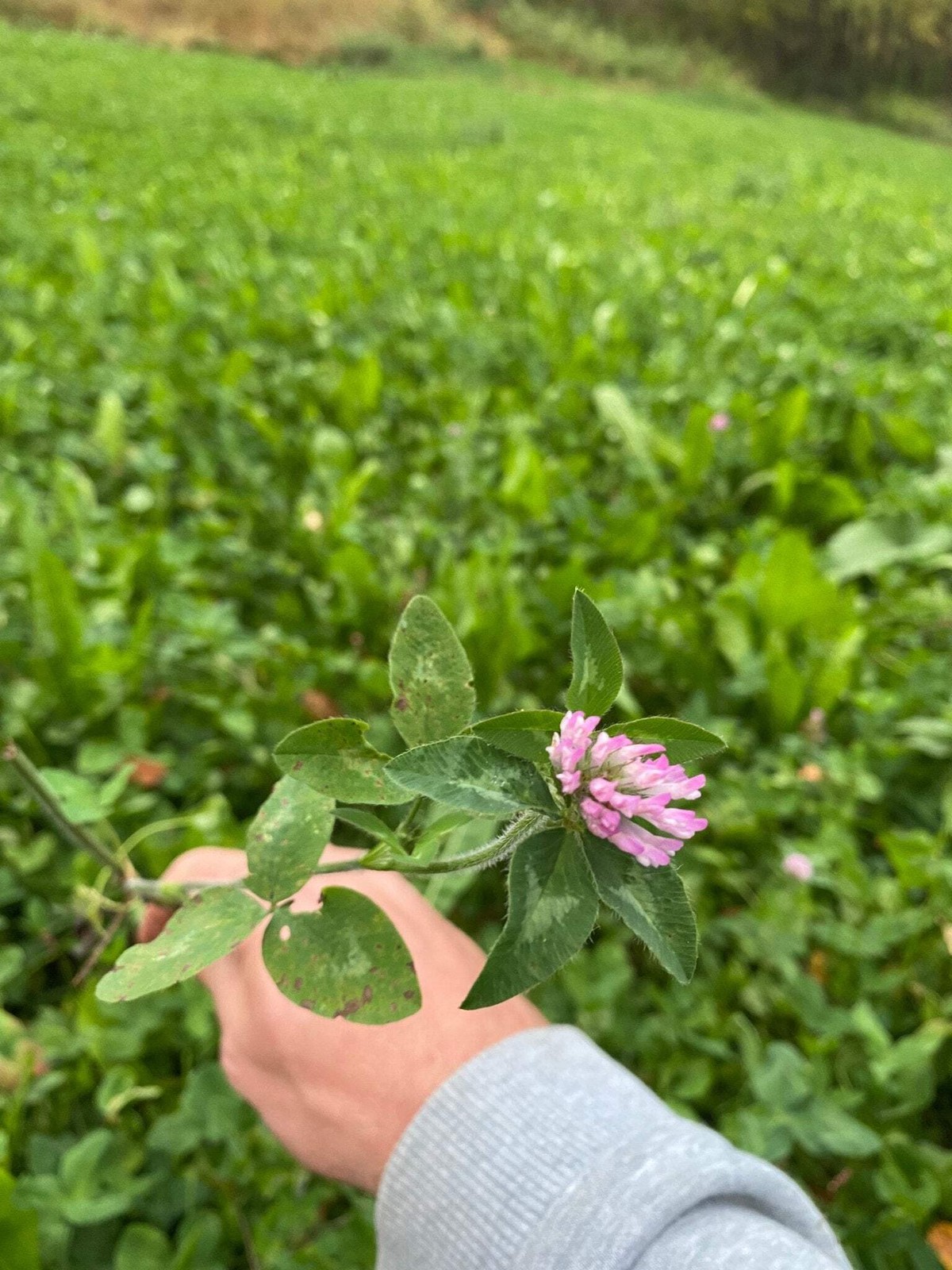 Medium Red Clover Seed | Hardy Perennial Deer Wildlife Food Plot Forage Habitat gallery