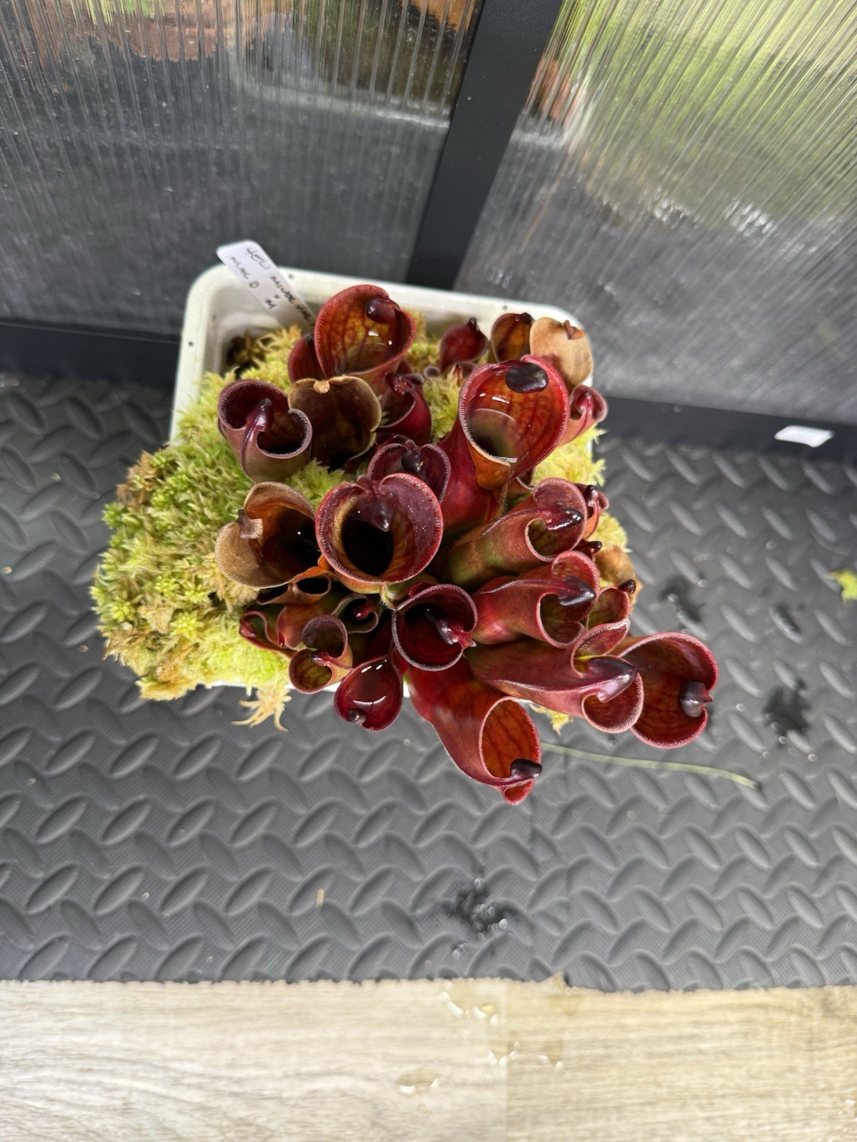 Heliamphora Minor Var Pilosa x Macdonaldia AW 12 gallery