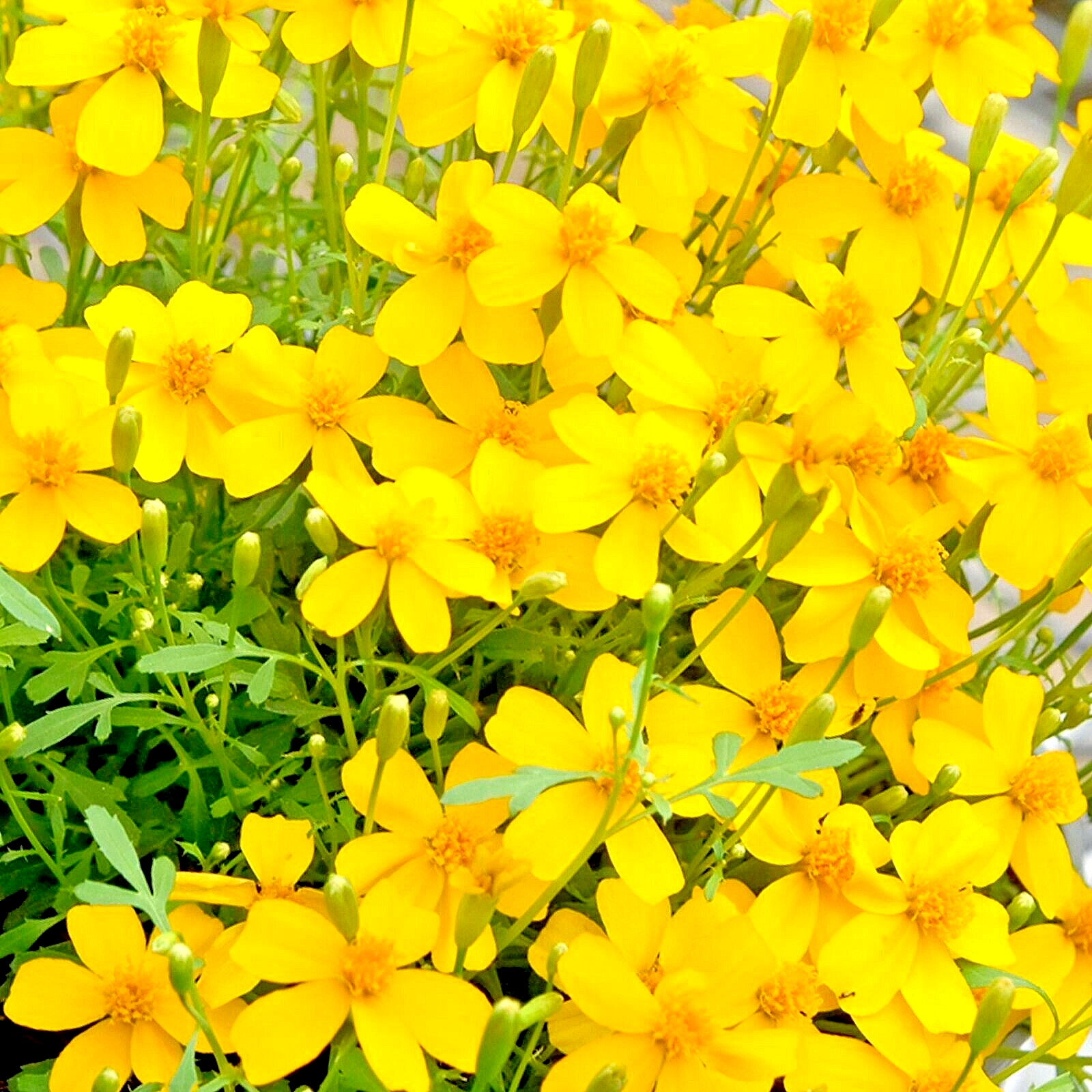 100 MEXICAN MINT MOSQUITO INSECT REPELLENT SEEDS MARIGOLD HERB MEDICINAL NON-GMO gallery