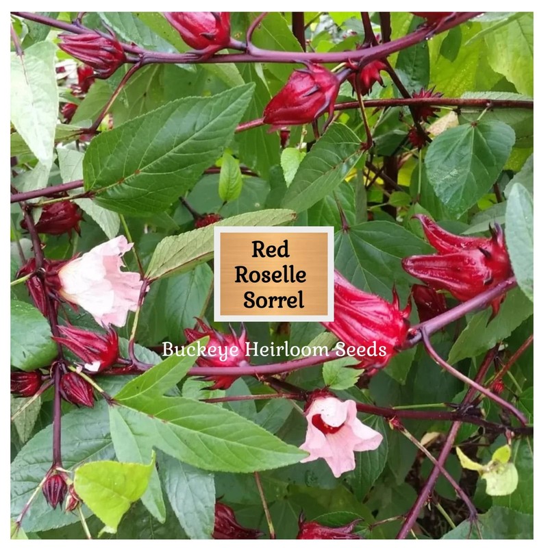 Red Roselle Sorrel | Asian Sour Leaf | 20 Seeds | Hibiscus sabdariffa gallery
