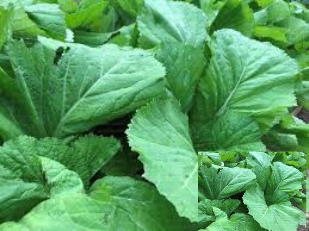 200+Florida Broadleaf Mustard Green seeds Vegetable gallery