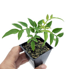 Jasminum Polyanthum Fragrant Mini Starter Plant 2″ Pot (California Seller)